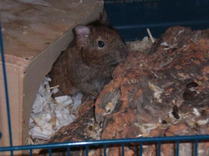 2 Degu - männchen abzugeben (Kreis RT)