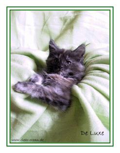 Maine Coon Kitten