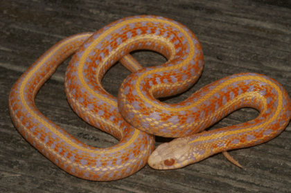 Suche Thamnophis radix albino/red albino