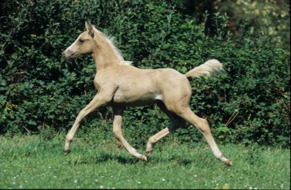  Araber-Berber (50/50) mit Papier, PALOMINO, Hengst (auf Wunsch Wallach) zu verk