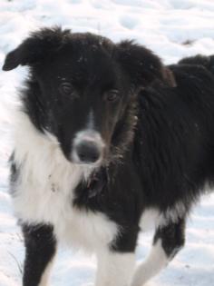 Border Collie  Reinrassig