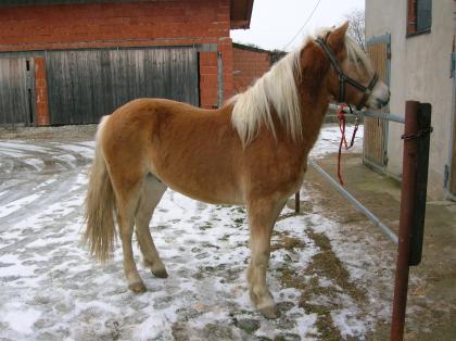 Sehr braves Haflinger Jungpferd