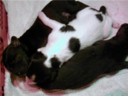 Unsere Border Collie Baby s sind da !!!