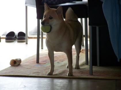 Shiba Inu Welpen erwartet