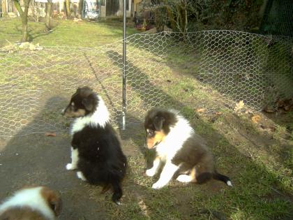 Süße Colliewelpen suchen nette Dosenöffner