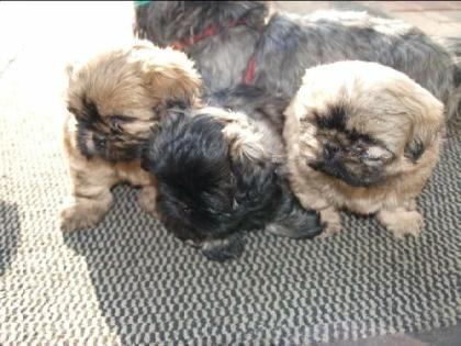 3  reinrassige  kleinbleibende Shih Tzu Welpen ab 12.2.09  ab zu geben 