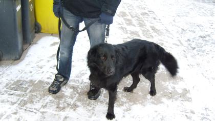 Schäferhund-Labrador-Rüde sucht neues Zuhause