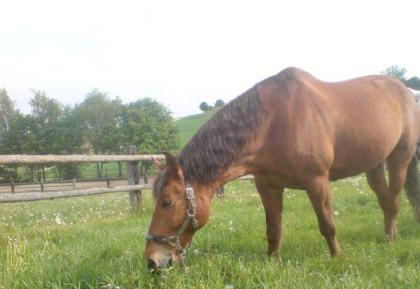 Reitbeteiligung für Western-Freizeit Reiten gesucht!