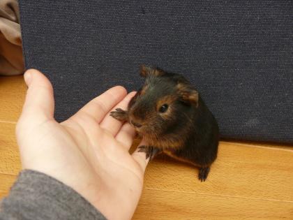 Wunderschöne Rassemeerschweinchen Babys