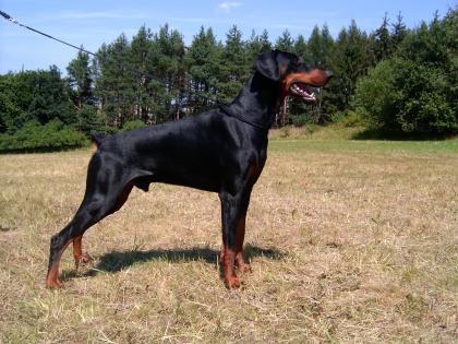 Dobermann Welpen mit FCI Stambaum