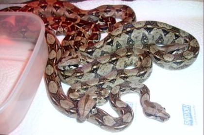 2.2. Boa Constrictor Imperator Mix