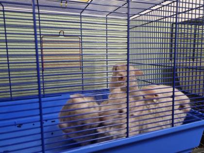 4 chinchilla Babys kleine graue bis hellgrau