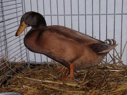 Orpingtonenten in gelb, Bruteier und Küken günstig