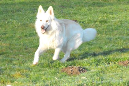 Weißer Schweizer Schäferhund Deckrüde Langstockhaar