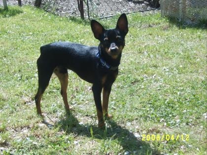 Zwergpinscher zun decken dereit