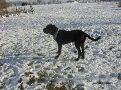 Deutsche dogge junghund abzugeben