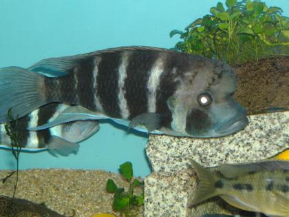 Cyphotilapia frontosa Kigoma