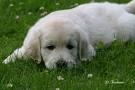 Suche ab mai 09 1 Golden Retriever Welpen ( Hündin) !!!