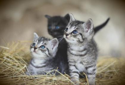 Dein Katzensitter vorOrt - Katzenbetreuung - Katzensitting - Tierbetreuung - Kat