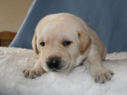 Gelbe und Schwarze Labrador Welpen (8 Rüden)