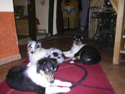 2 Colliewelpen ( Rüden ),