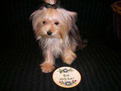 YORKSHIRE TERRIER