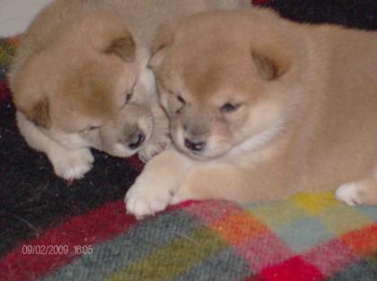 Wunderschöne Shiba-Inu-Welpen 