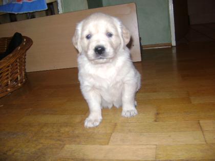 Golden Retriever Welpen zu verkaufen