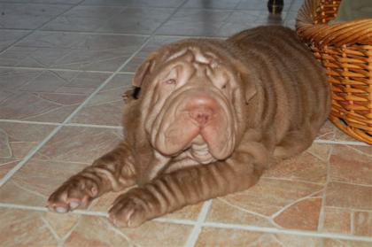 Sehr schöner Sharpei Rüde sucht neues zuhause....