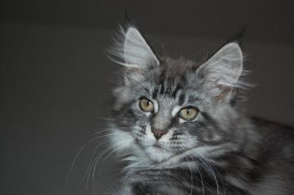 Maine Coon Kitten