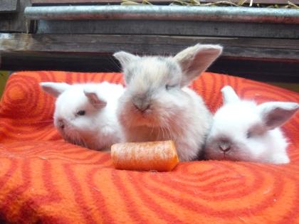 Zwergkaninchen ganzjährig abzugeben (Widder, Teddys, Löwchen)