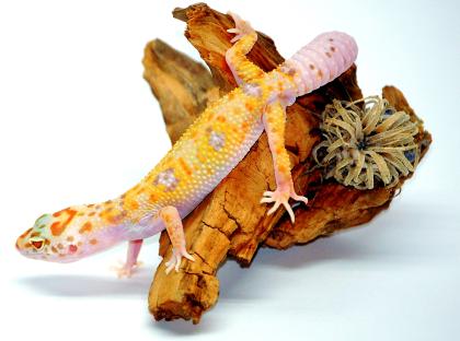 Leopardgecko ENIGMA het RAPTOR abzugeben