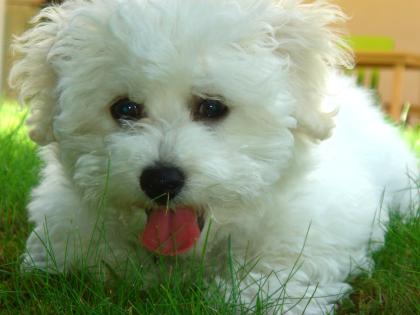 Bichon frise Rüde sucht dringend Deckhündin!!!