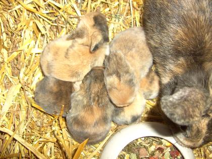 5 kleine Kaninchen suchen ein neues zu Hause !!!