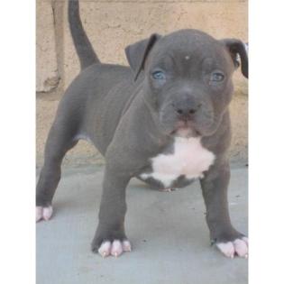 Exklusive Niedliche Superkleine Reinrassige American Welpen Blue-Line Pit Bull T