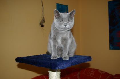 Suche einen Deckkater Bkh(blau) oder Kartäuser