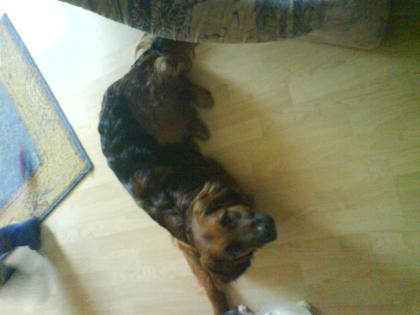 Süßer und lieber Hund sucht ein liebes Zuhause!!