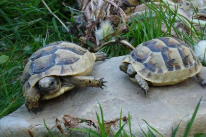 Landschildkröten /Raum Köln