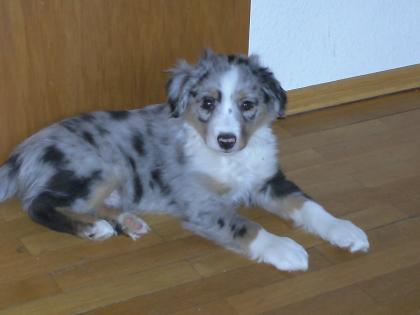 Minie Aussie Rüde (blu merle)