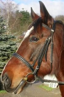 Biete Reitbeteiligung an 14jährigen Traberwallach