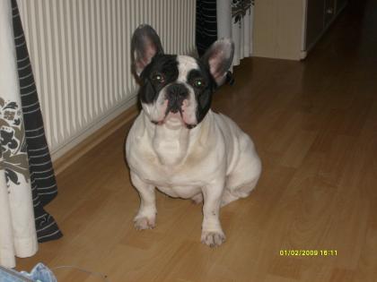 Verkaufe Französische Bulldogge