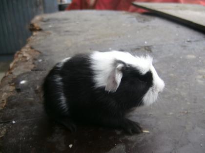 2 süße meerschweinböckchen abzugeben