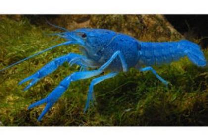 Procambarus Alleni (Blauer Floridakrebs) zu verkaufen