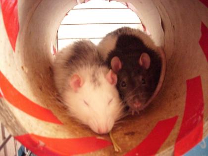 2 Ratten abzugeben