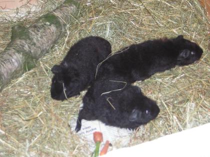 Meerschweinchen-Damen suchen neues zu Hause