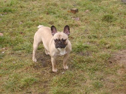  (   )  Deckrüde Französische Bulldogge aus Hamburg  (   )  