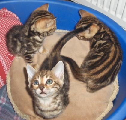 Bengal kittens mit Papiere