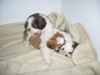 Malteser   Shih Tzu   Mischling - Welpe