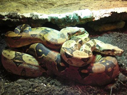 Verkaufe sehr schönes Boa Constrictor C. Paar