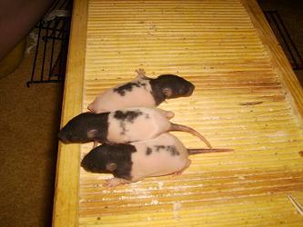 Ratten abzugeben, black hooded broken